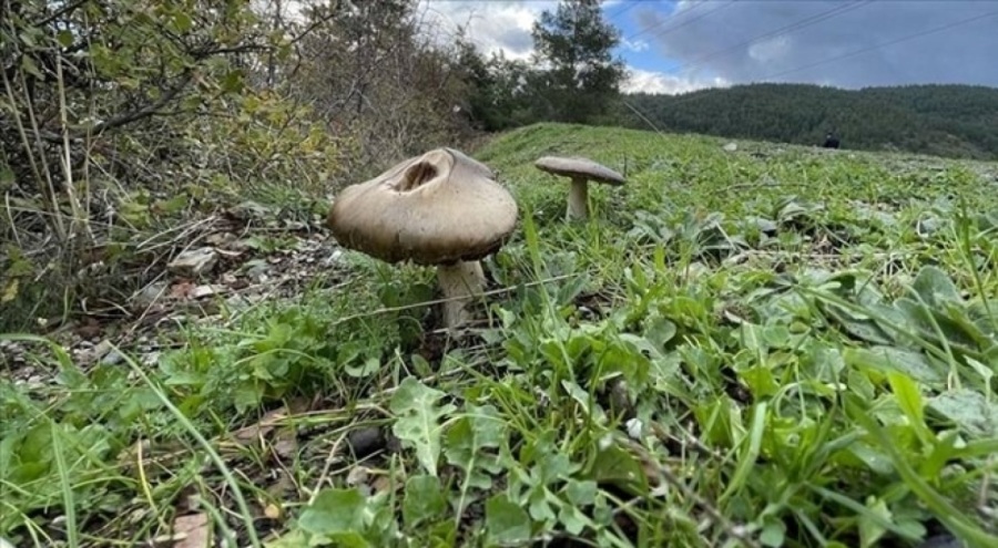 Doğadan toplanan mantarlar yoğun bakımlık etti