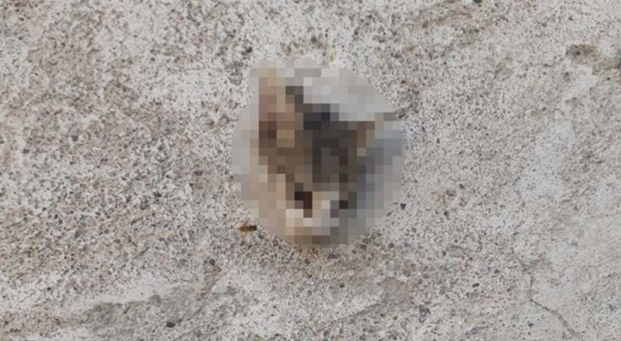 Kayseri'de kafası kesilmiş yavru kedi bulundu