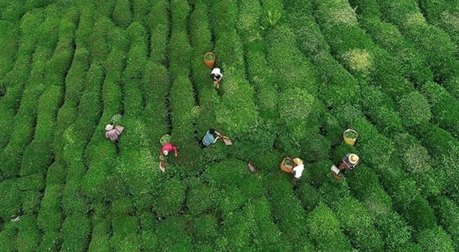 Yaş çayda serbest alım başlıyor