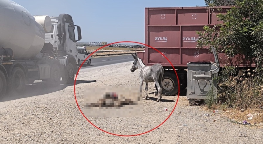 Eşek, ölen yavrusunun başından 2 gün boyunca ayrılmadı