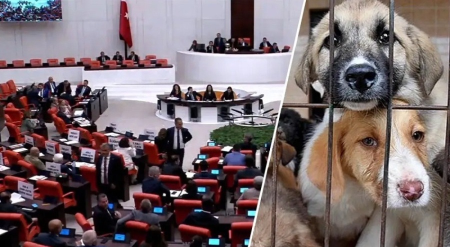 Sokak hayvanlarına ilişkin yasa Resmi Gazete'de