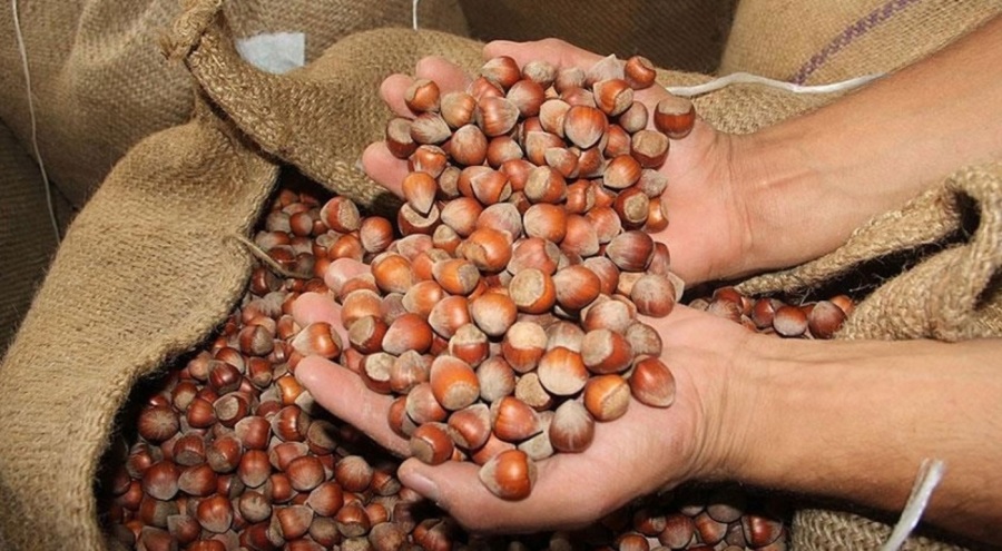 Fındık alım fiyatları açıklandı