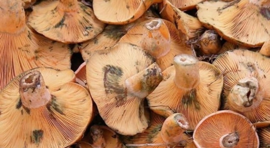 Ordu'da bulundu, dünya literatürüne kazandırıldı!