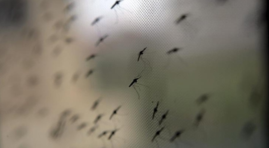 Komşuda Batı Nil Virüsü alarmı! 5 kişi hayatını kaybetti