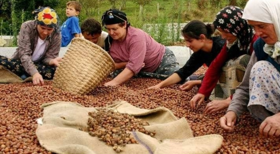 CHP'li Özcan "fındık taban fiyatı"na tepki gösterdi