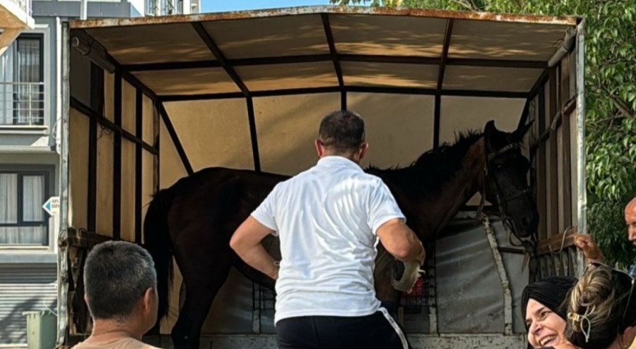 Bursa'da yaralı at kurtarıldı