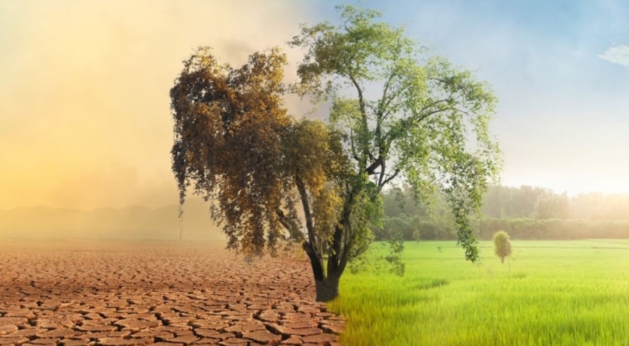 Tarımda küresel iklim krizi: Milyonlarca ağaç kuruyabilir