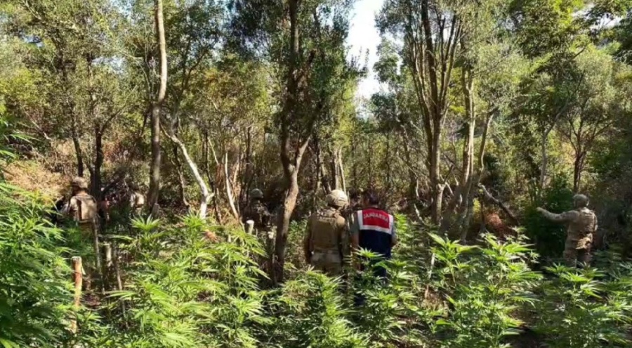 İzmir'de ormanda uyuşturucu operasyonu: 4 gözaltı