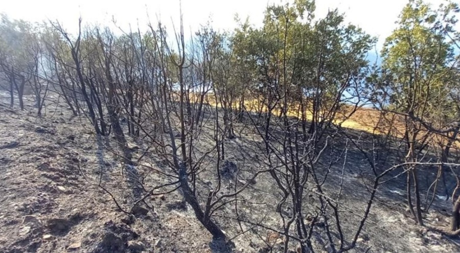 Manisa'da orman yangını: 50 hektar alan küle döndü