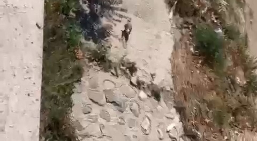 Bursa'da kanadı kırılan martı itfaiye tarafından kurtarıldı