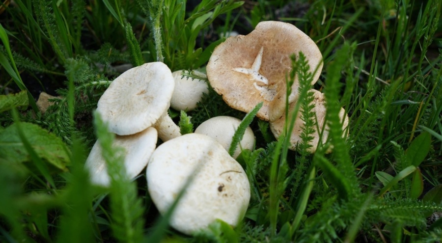 Mantar yiyen 5 kişi zehirlendi