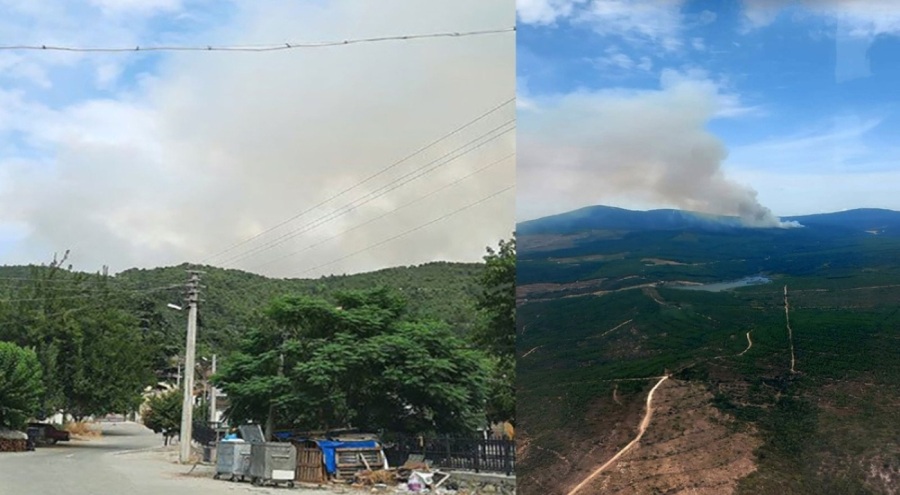 Yalova'da orman yangını! Alevler rüzgarın etkisiyle yayılıyor