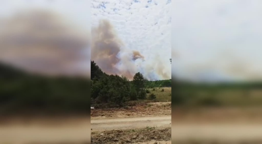 Yalova'da orman yangını
