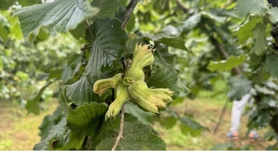 Fındık üreticilerine hasat uyarısı yapıldı