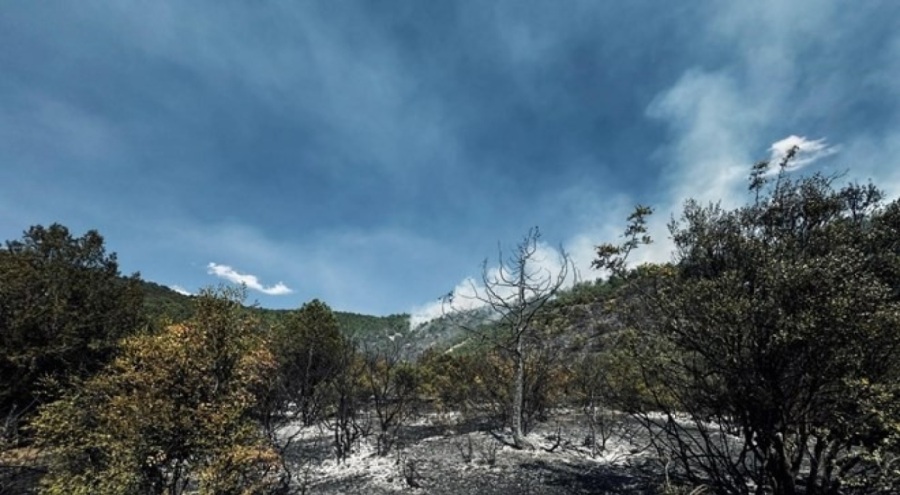 Tokat'ta orman yangını büyümeden söndürüldü