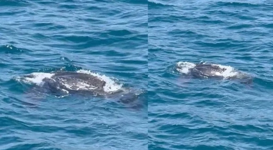 Boyu tam 2 metre... İstanbul Boğazı'nda ilk kez ortaya çıktı!
