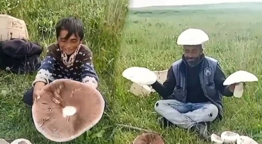 Kars'ta dev mantarlar ilgi odağı oldu