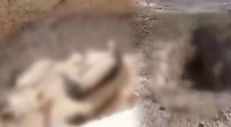 Niğde'de toplu köpek itlafı iddiası! Görüntüler sosyal medyayı ayağa kaldırdı