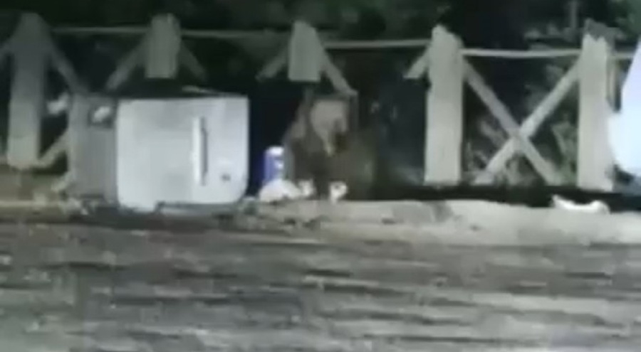 Bursa'da aç kalan ayı insanları kovaladı