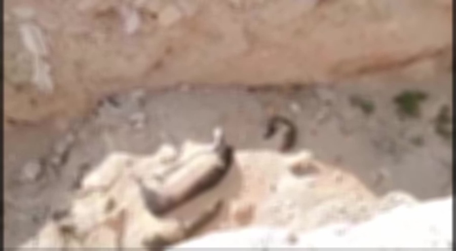 Niğde'de köpek katliamı iddiası: Belediyeden açıklama geldi