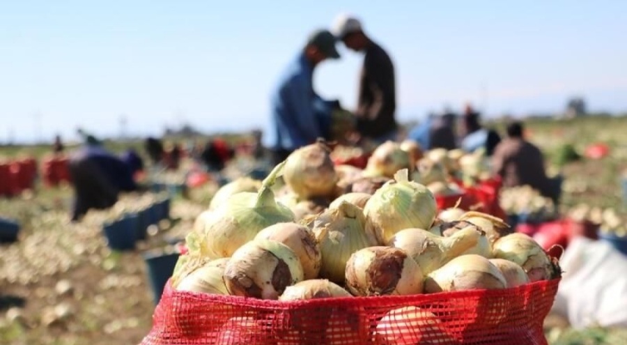 Soğan hasadı başladı: Tarlada 4, pazarda ise 12 lira