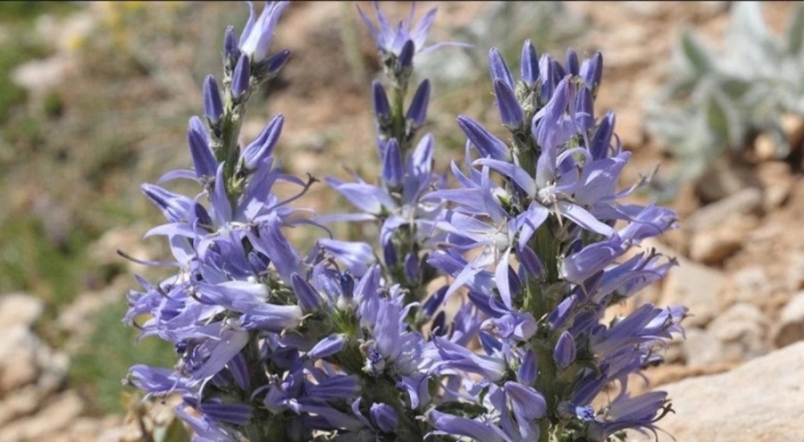 Denizli'de yeni bir bitki türü keşfedildi; Zeybek değneği