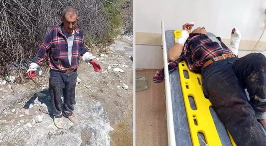 Domuz sürüsü ile karşılaşan kişi dehşeti yaşadı