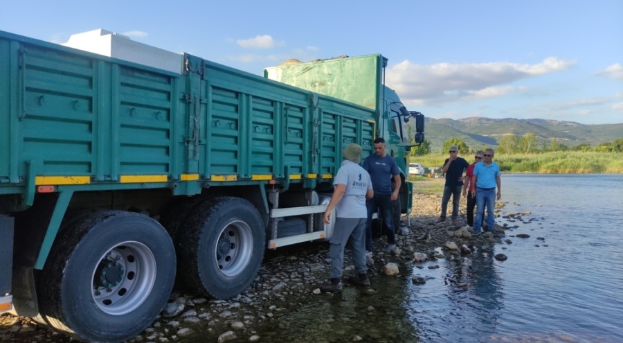 Bursa'da göl ve göletlere 3 milyon 350 bin yavru sazan bırakıldı