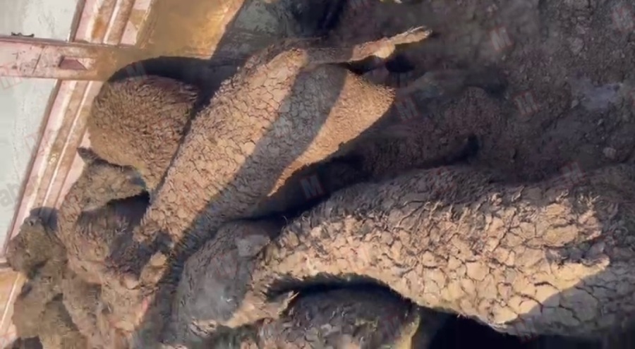 ESK'dan skandal görüntülere yanıt geldi: Münferit