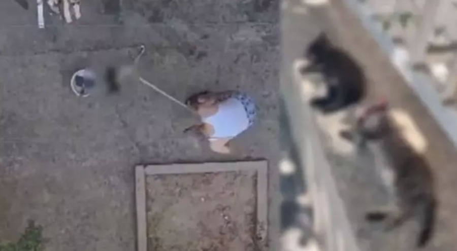 Vahşet! 3 yavru kediyi sopayla döve döve öldürdü