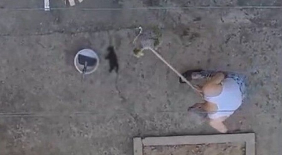 3 yavru kediyi öldüren kişi tutuklandı