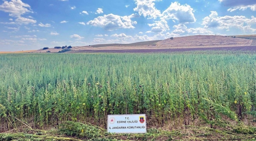 Tarlada 4 milyon 128 bin kök Hint keneviri ele geçirildi