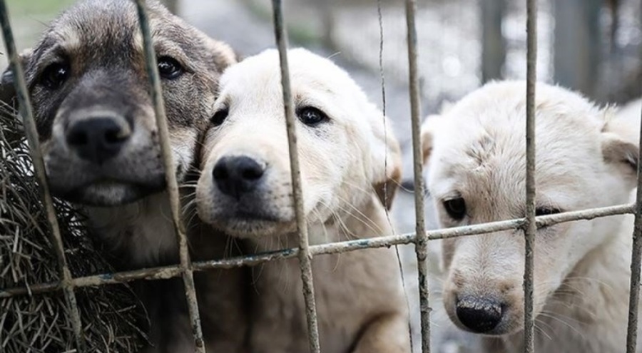 Sokak hayvanlarına ilişkin yasa teklifi CHP tarafından AYM'ye taşınıyor