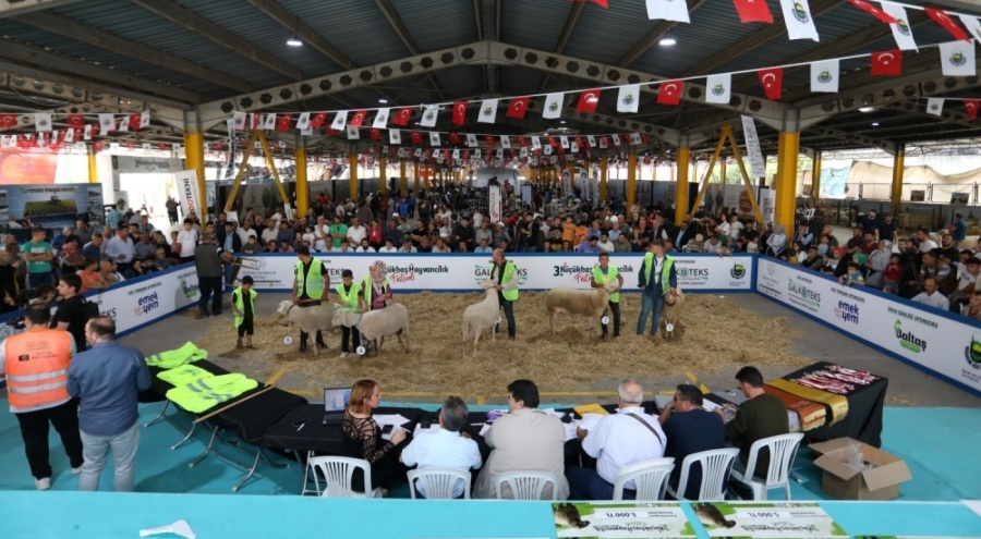 Bursa'da Küçükbaş Hayvancılık Festivali için geri sayım başladı