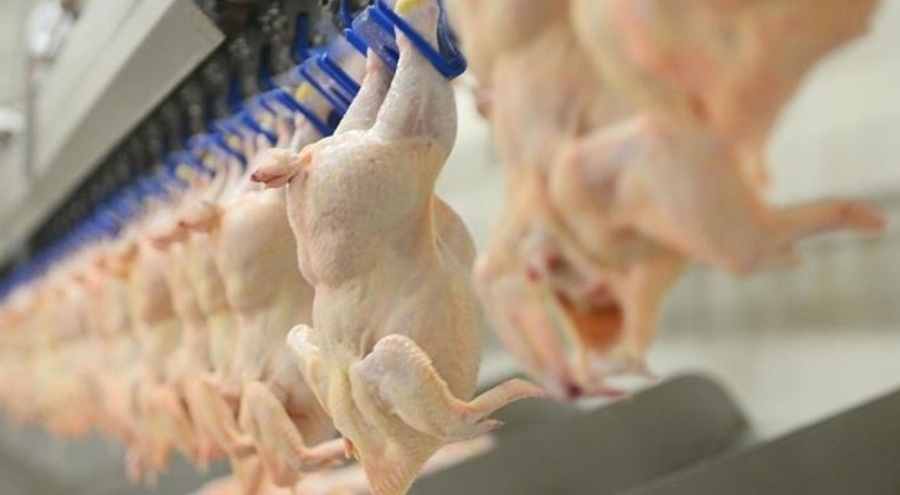 Tavuk eti üretimi arttı