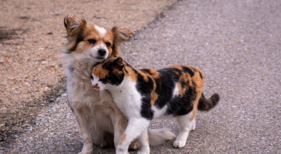 Peş peşe katliam haberlerinin ardından harekete geçildi!