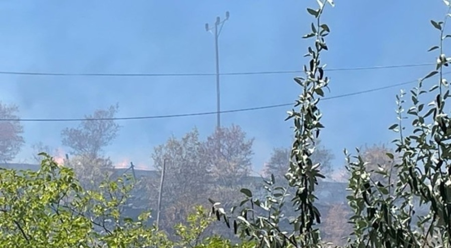 Çıkan yangın meyve ağaçlarına zarar verdi