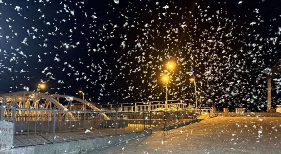 'Mayıs sinekleri'nden kar yağışını andıran 'ölüm uçuşu'