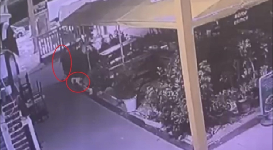 Bursa'da çarşının maskotu 'Kontes' buzdolabında ölü bulundu!