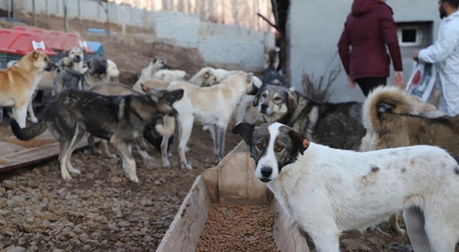 CHP sokak hayvanları için AYM'ye 182 sayfalık dilekçeyle başvurdu!