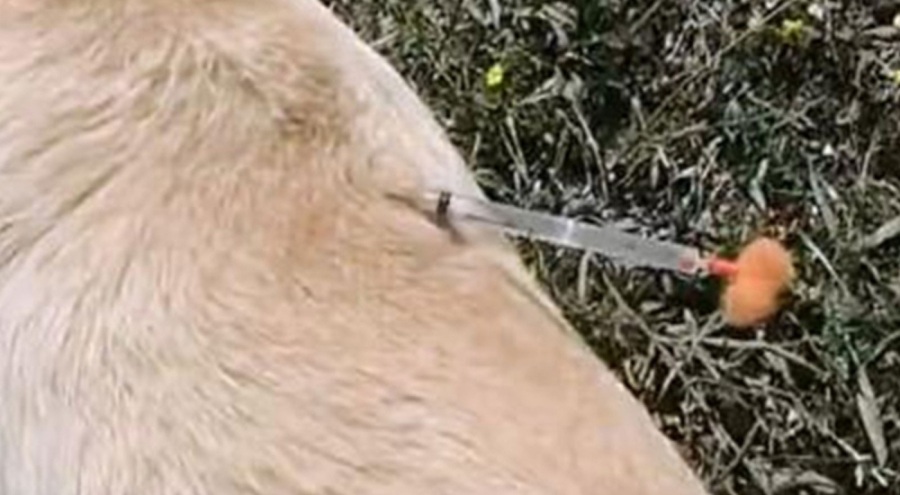 Ormanda 3 köpek ölü bulundu