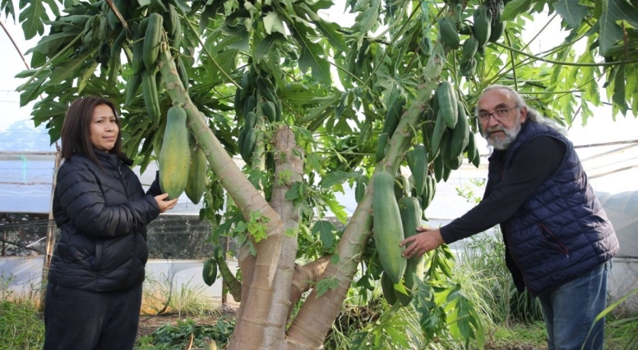 Eşinin sevgisi ihracat yolunu açtı! Yılın 12 ayı meyve veren ağacın getirisi çok yüksek...