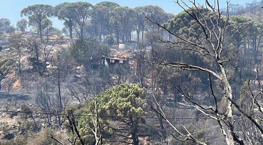 Aydın'daki orman yangınında 2'nci gün; 3 ev ve çiftlik yandı