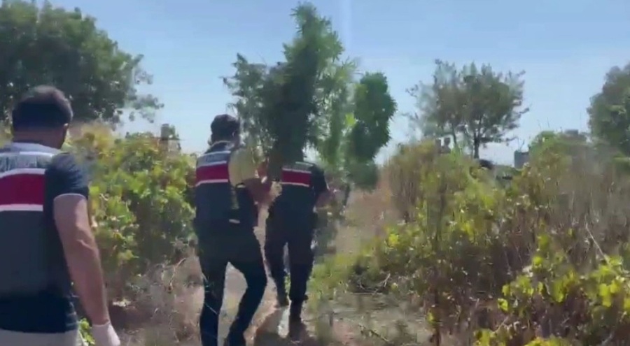 Uyuşturucu yetiştiren 2 kişi tutuklandı