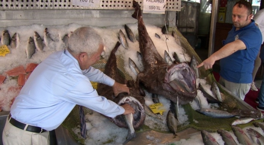 Silivri'de 2 dev Fener Balığı yakalandı