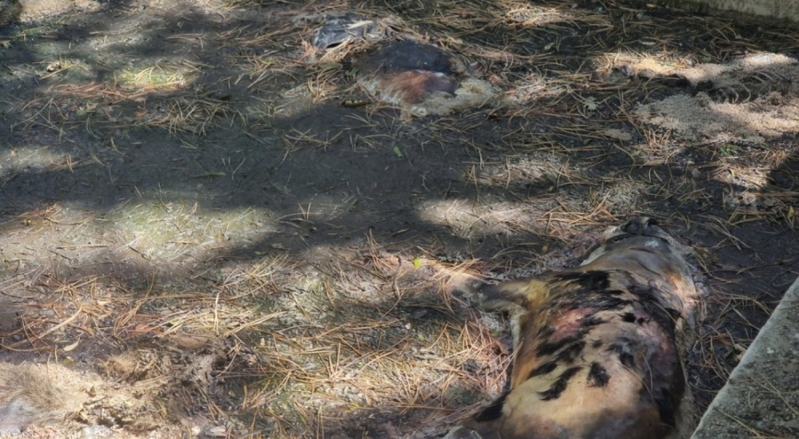 Sulama havuzunda 13 köpek ölü bulundu