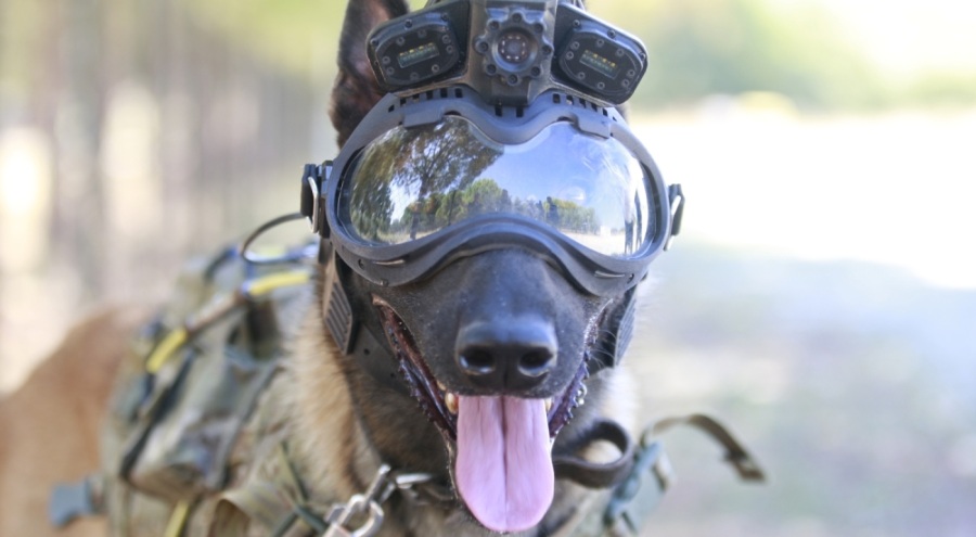 TSK'nın eğitimli köpekleri için sistem Bursa'da test edildi