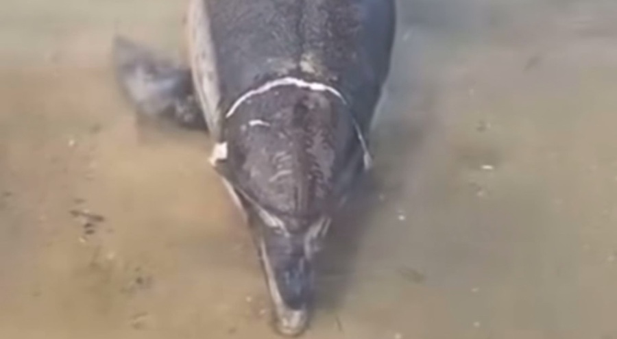 Bursa'da ölü yunus karaya vurdu