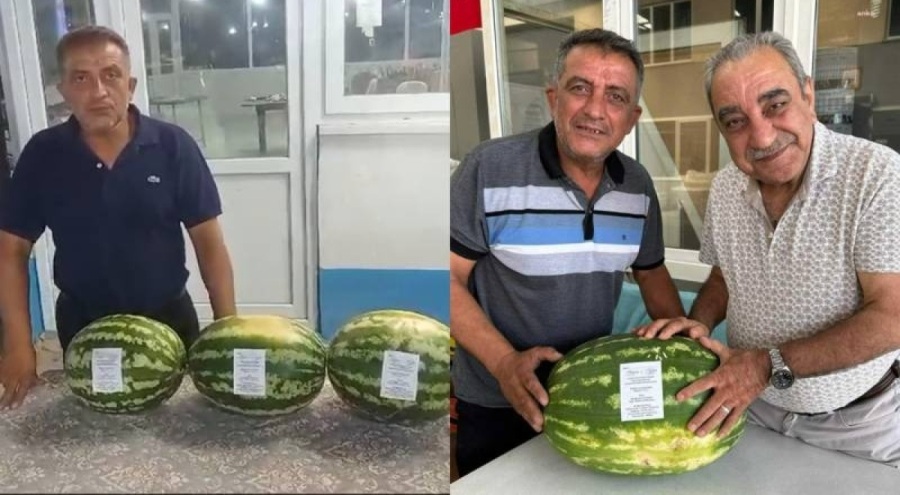 Denizli'de karpuz, düğün davetiyesi oldu