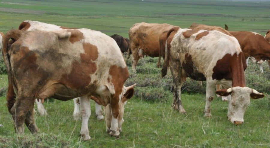 Hayvanlarda ölümcül 'mavi dil hastalığı' başladı